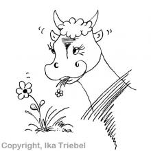 Heute bleibe i eh gelassen wie das Rindvieh auf der Weide