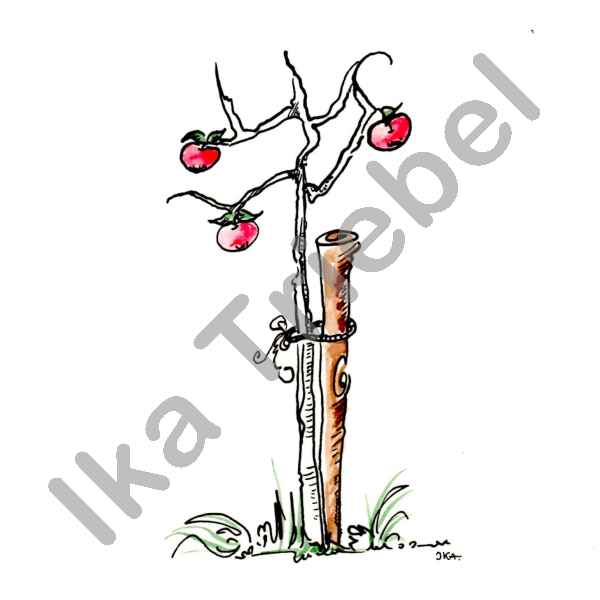 Apfelbaum